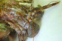 ヤマトホンヤドカリ