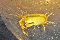 ヨコエビの１種