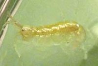 ヨコエビの１種