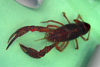 アメリカザリガニ