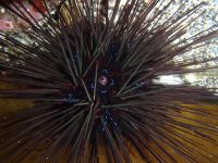 アラサキガンガゼ（タイプIV）