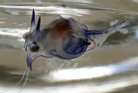 ミツトゲチヒロエビ(ミシス幼生)