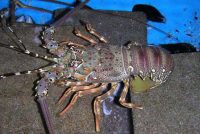 ケブカイセエビ