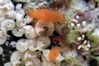 オカダウミウシ